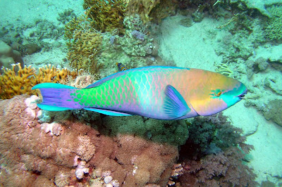 Parrotfish - 10 Ikan Yang Indah di Dunia Simbya