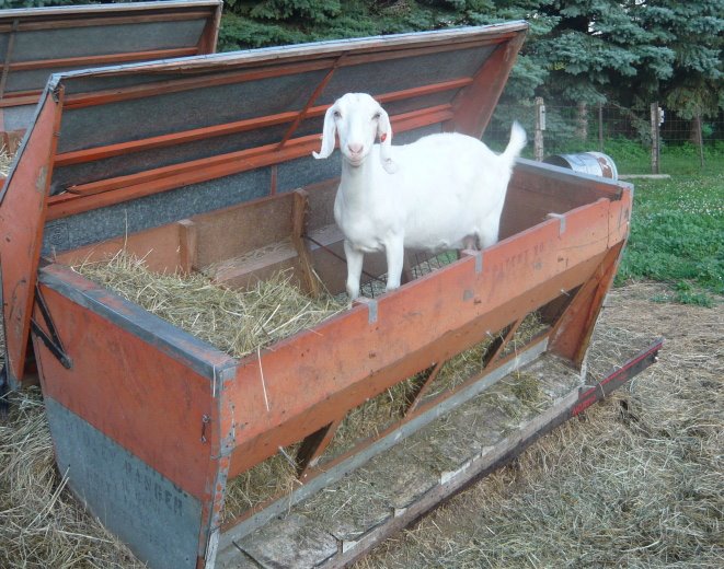 Goat in the Feed Bin