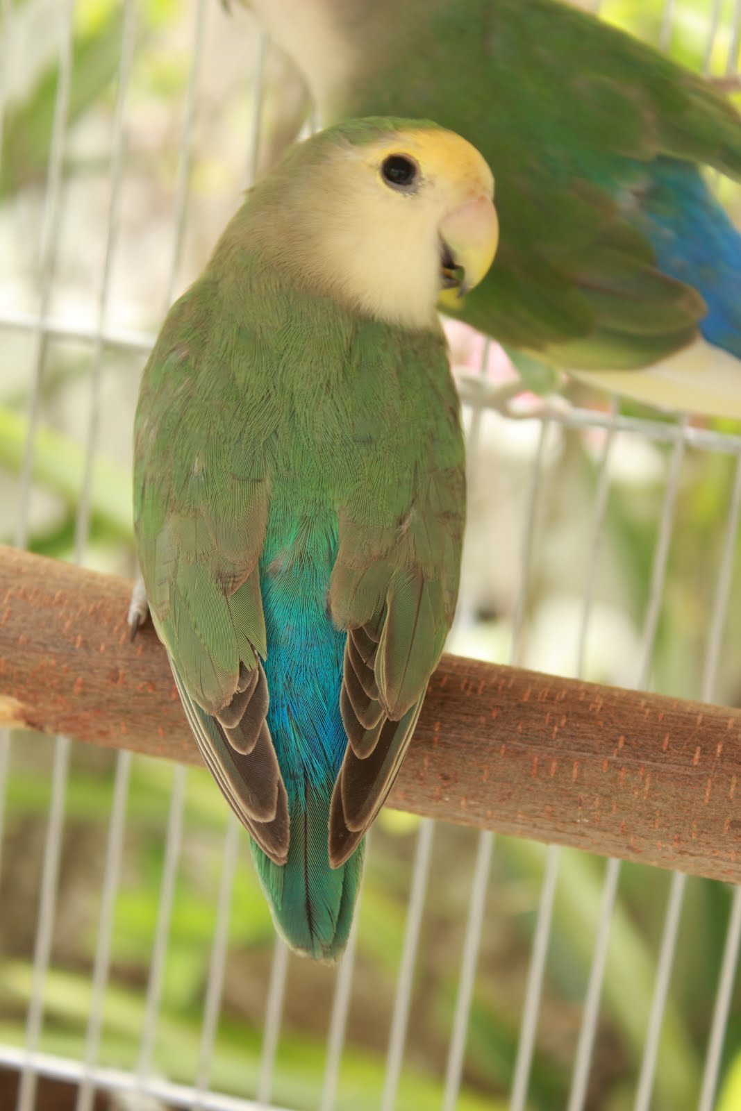 Watta Bird!: Watta Bird! GALLERY 004
