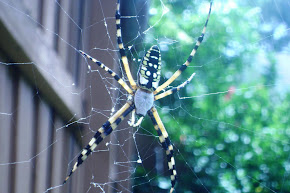 Giant Writing Spider