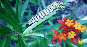 Monarch Butterfly Larvae