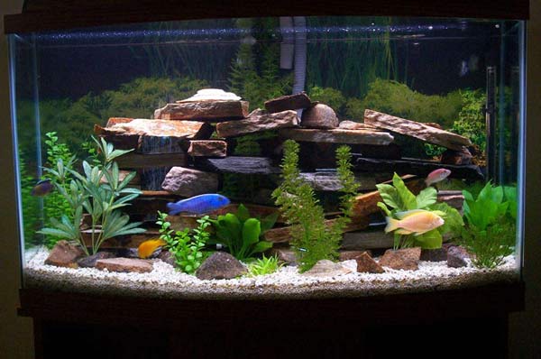Funny Fish Tank Decorations. to a freshwater aquarium