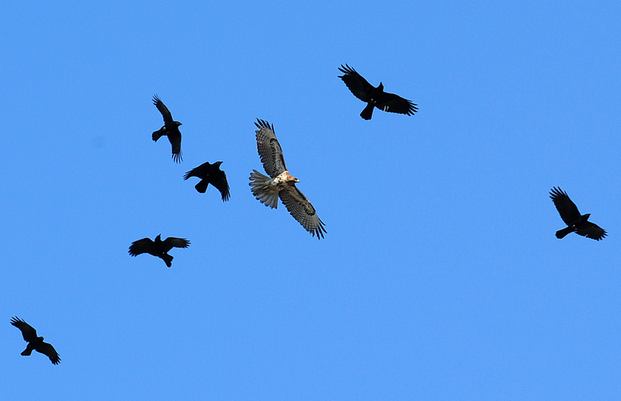 [hawk+and+crows.jpg]