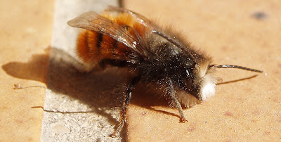 osmie cornue