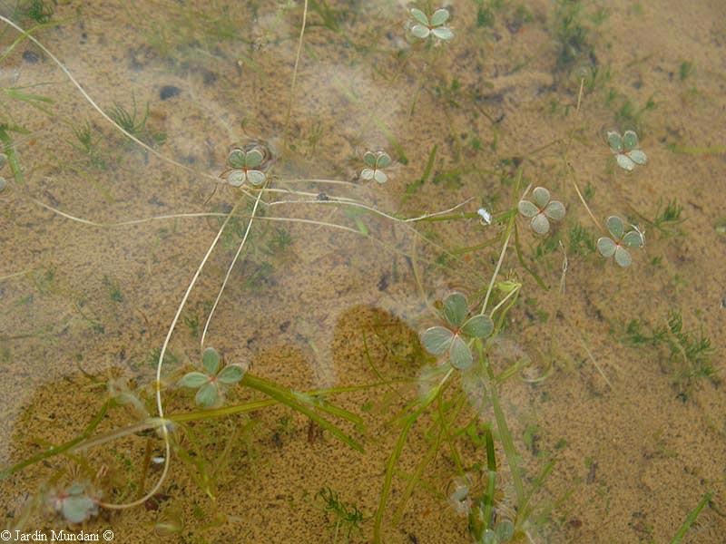 Marsilea Rhizome