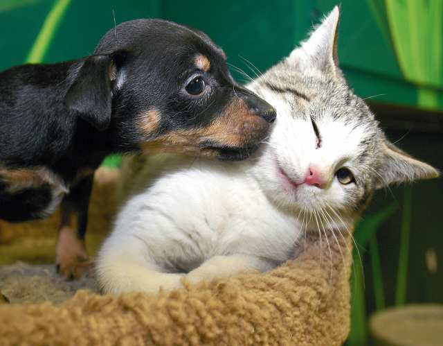 [animals_up_for_adoption.jpg]