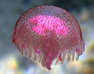 Beautiful_Jellyfish