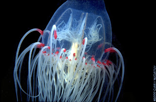 Beautiful_Jellyfish