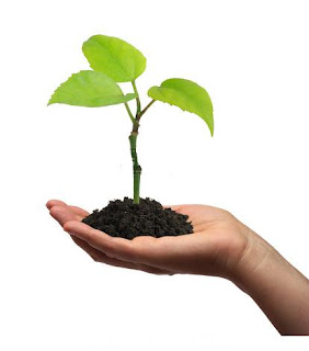 planta.JPG (352×400)