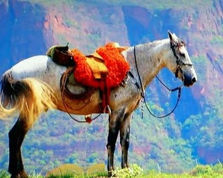 Pura Reflexão: O cavalo selado