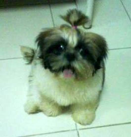 Dog Adoption Locanto Dog Adoption Locanto