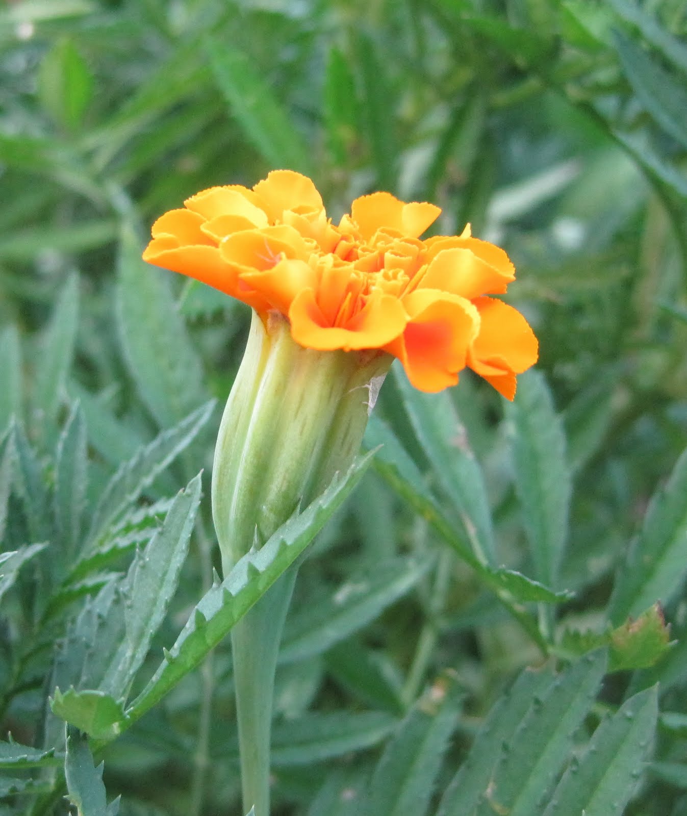 marigold flower garden