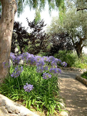 Christy S Garden Agapanthus Blue Globe Lily Of The Nile Agapanthus Blue Globe Lily Of The Nile