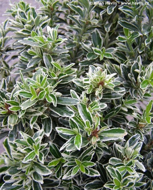 Christy’s Garden: Euonymus japonica ‘Microphylla Variegata’ (Variegated