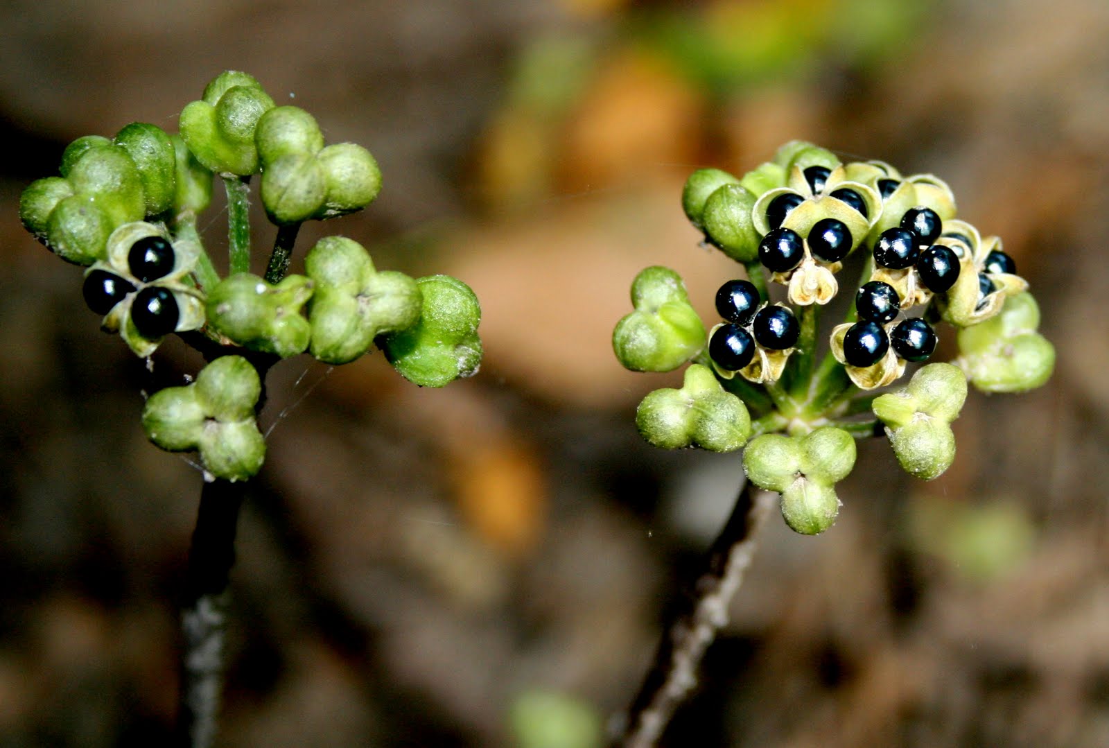 South Englishtown Gazette Of Ramps and Ramsons