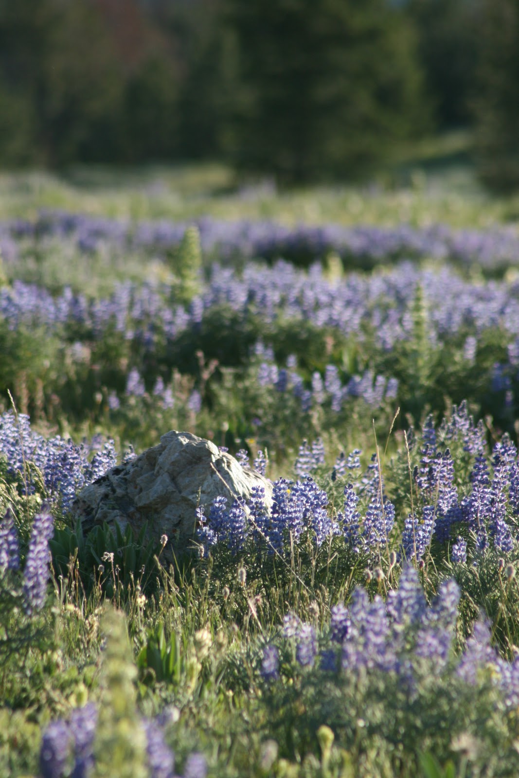 Montana Wildflowers