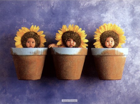 geddes-anne-sunflower-trio-66000371.jpg