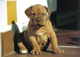 CACHORROS TODO EL AÑO - PREGUNTAR POR OTRAS RAZAS
