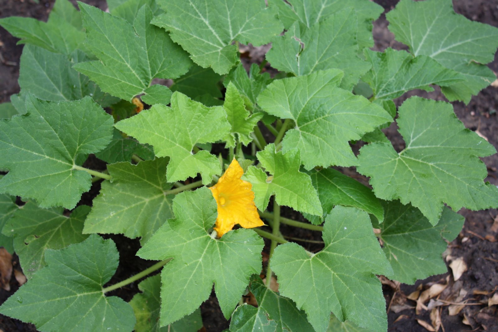 [IMG_0007.JPG]
