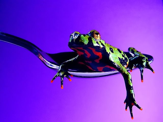 [frogeat.jpg]