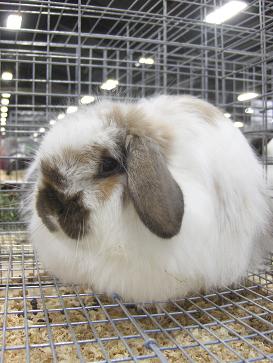 [rabbit16.JPG]