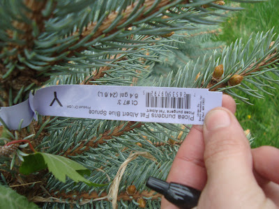 Fat+albert+spruce+tree