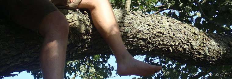 tree limb