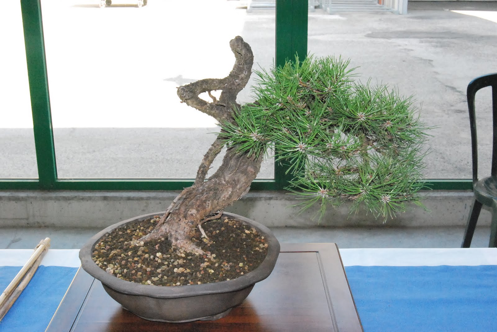 [bonsai+007.jpg]