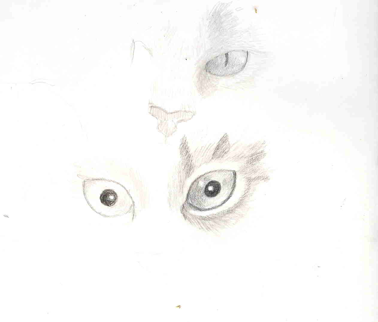 Cat Drawing Tutorial