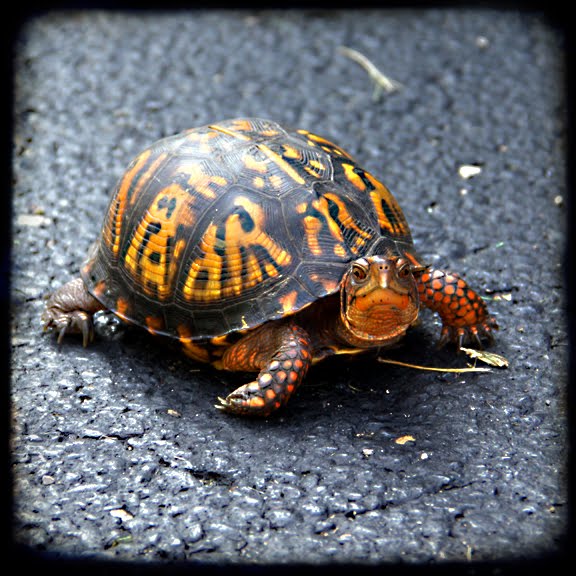 i sew cute and draw pretty nifty also eastern box turtle