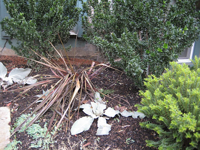 Phormium Dusky Chief
