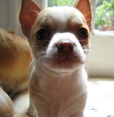Pongo