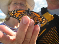 [IMG_butterfly.jpg]