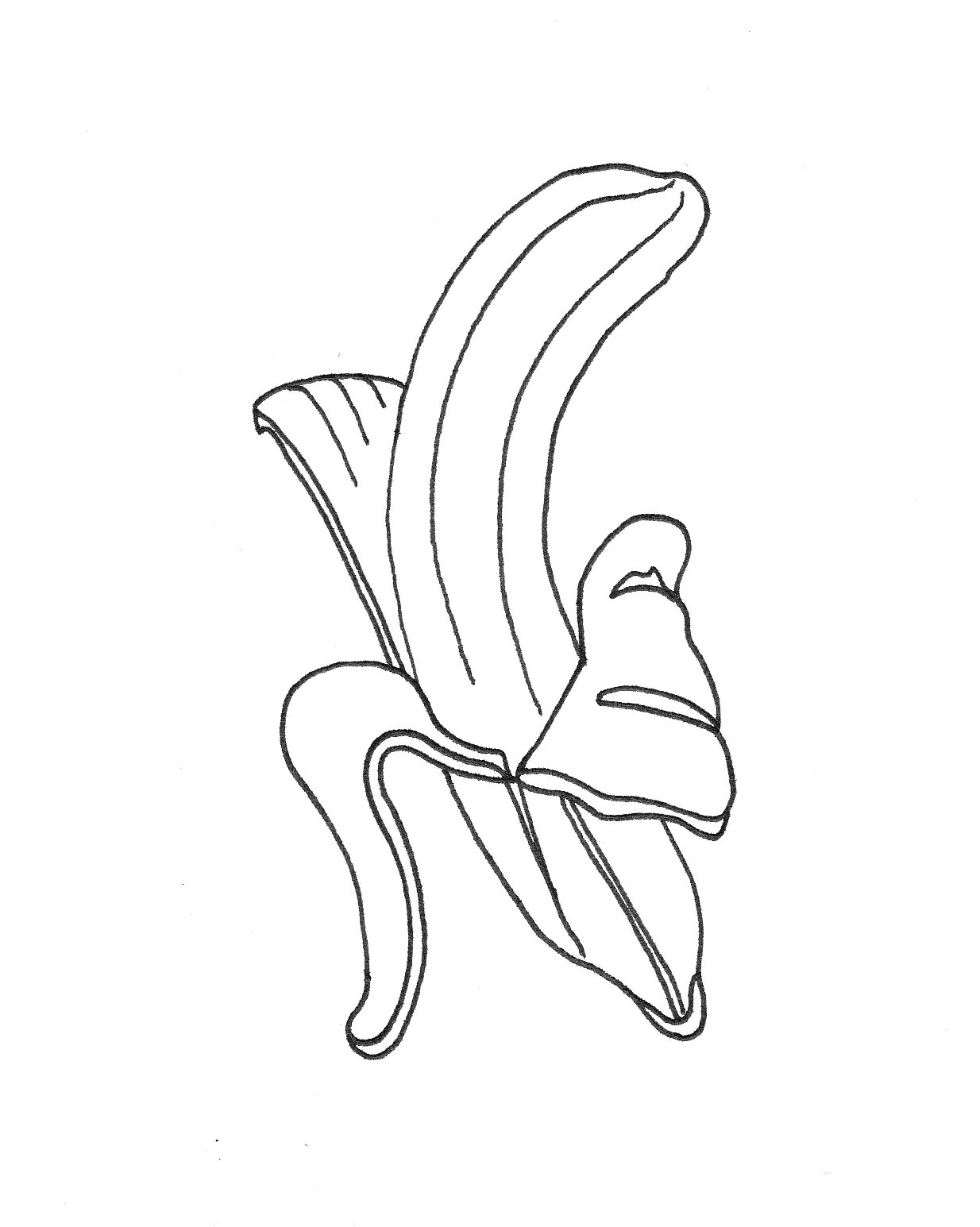 Line Drawing Fruit : Fruit line drawing