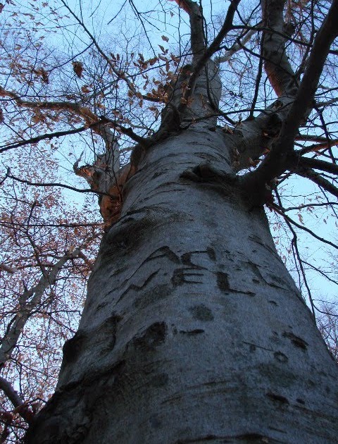 The Arbors Events, A Wedding and Corporate Event Venue near Charlotte