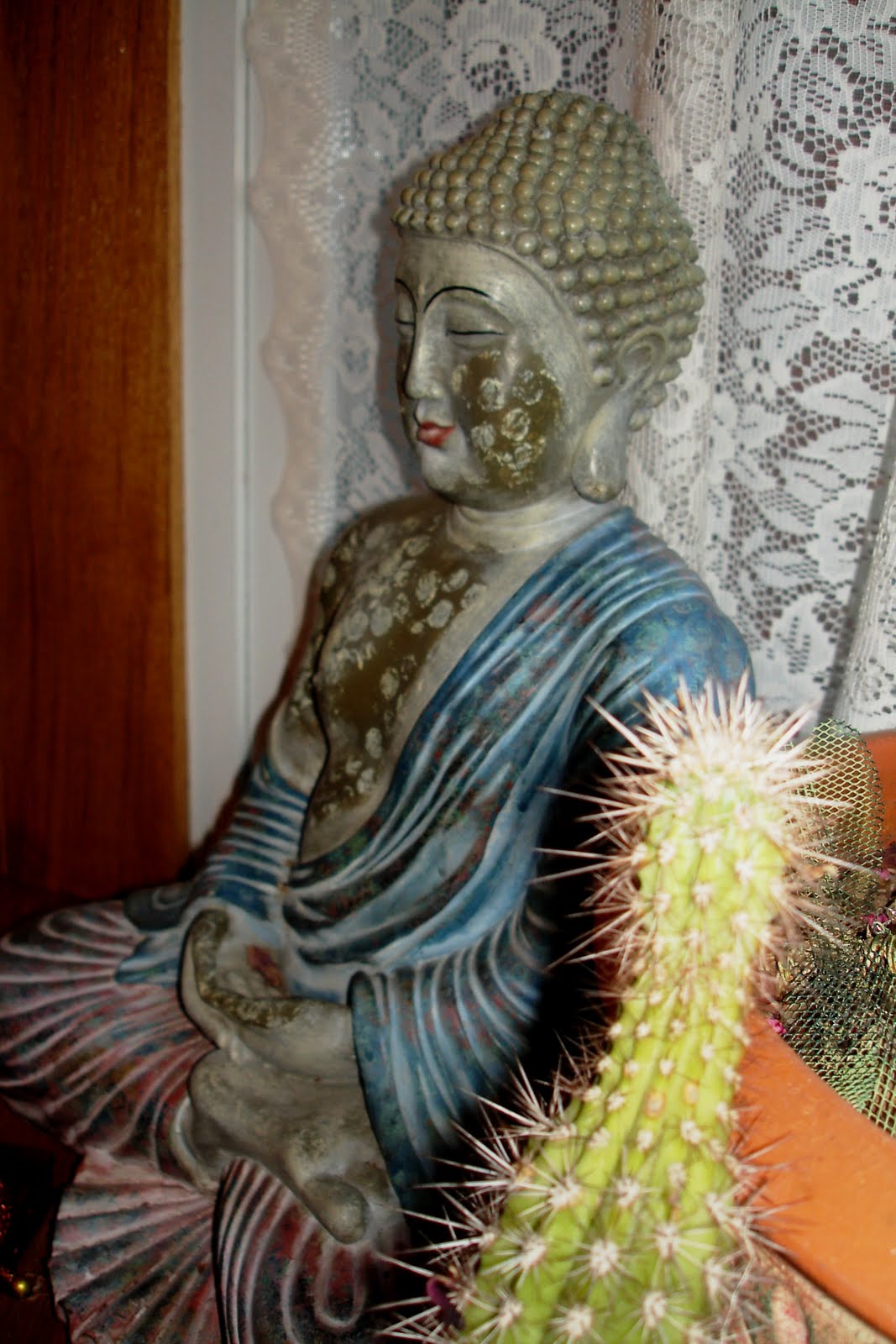 Mexican Sleeping Cactus