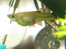 Dicas para criação de Guppys. Guppy+gravida