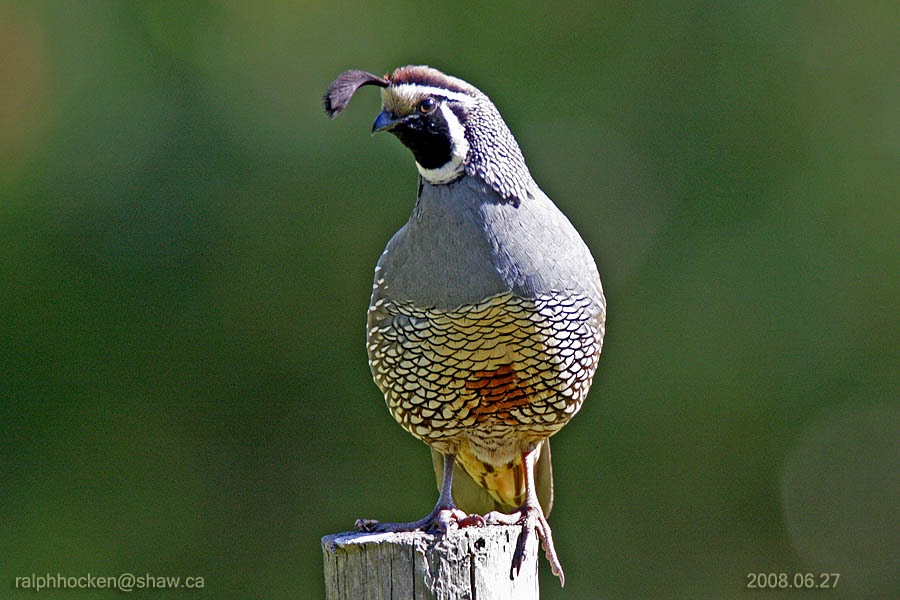 The Backyard Wildbird and Nature Store Nanaimo,Vancouver Island, Bird