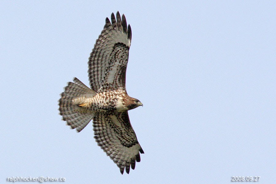 The Backyard Wildbird and Nature Store Nanaimo, Vancouver Island, bird