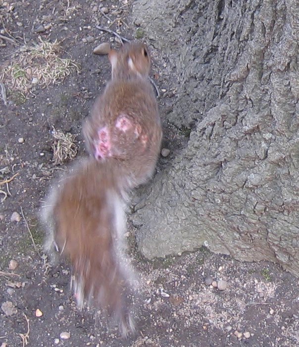 hair stuck in throat