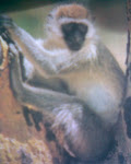 PRIMATES
