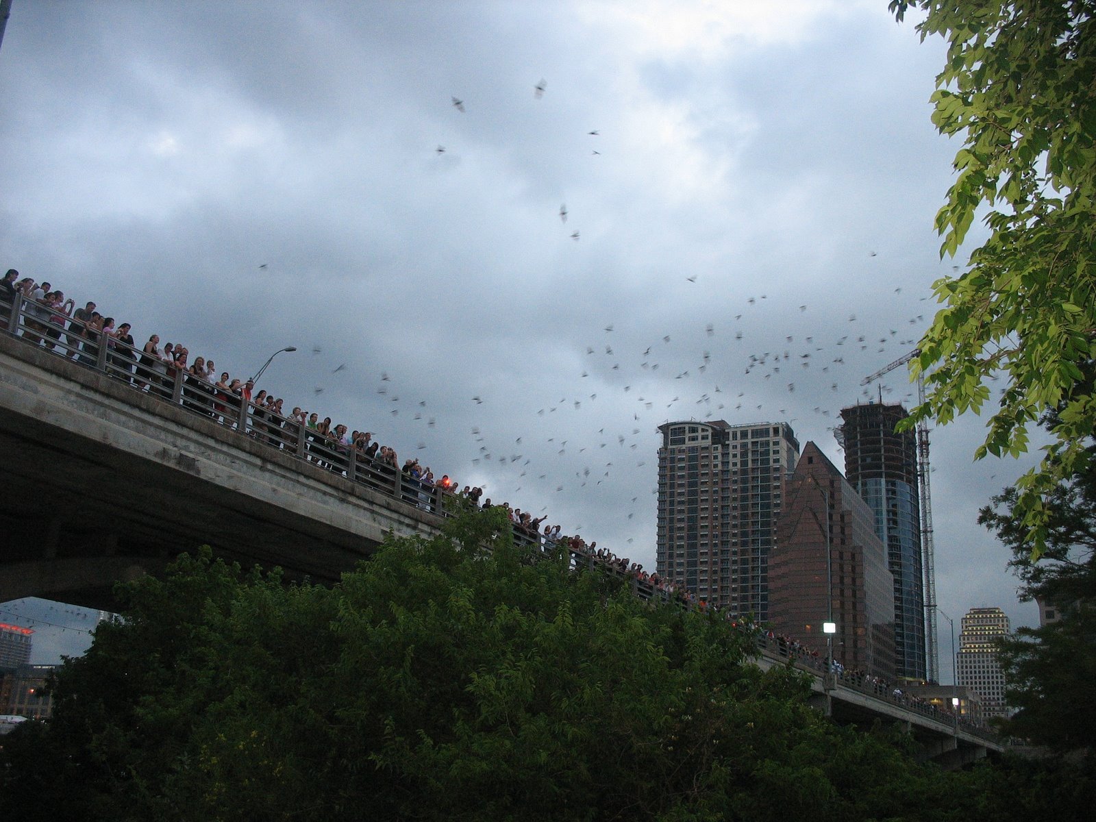 SOMETHING SIGHTED Austin, Same Bat Time, Same Bat Bridge