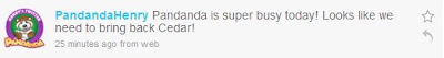 Pandanda Cheats Info™, Pandanda, Henry, Henry's Twitter, Cedar, Pandanda Servers, Server, Cedar is back, Ehtesham