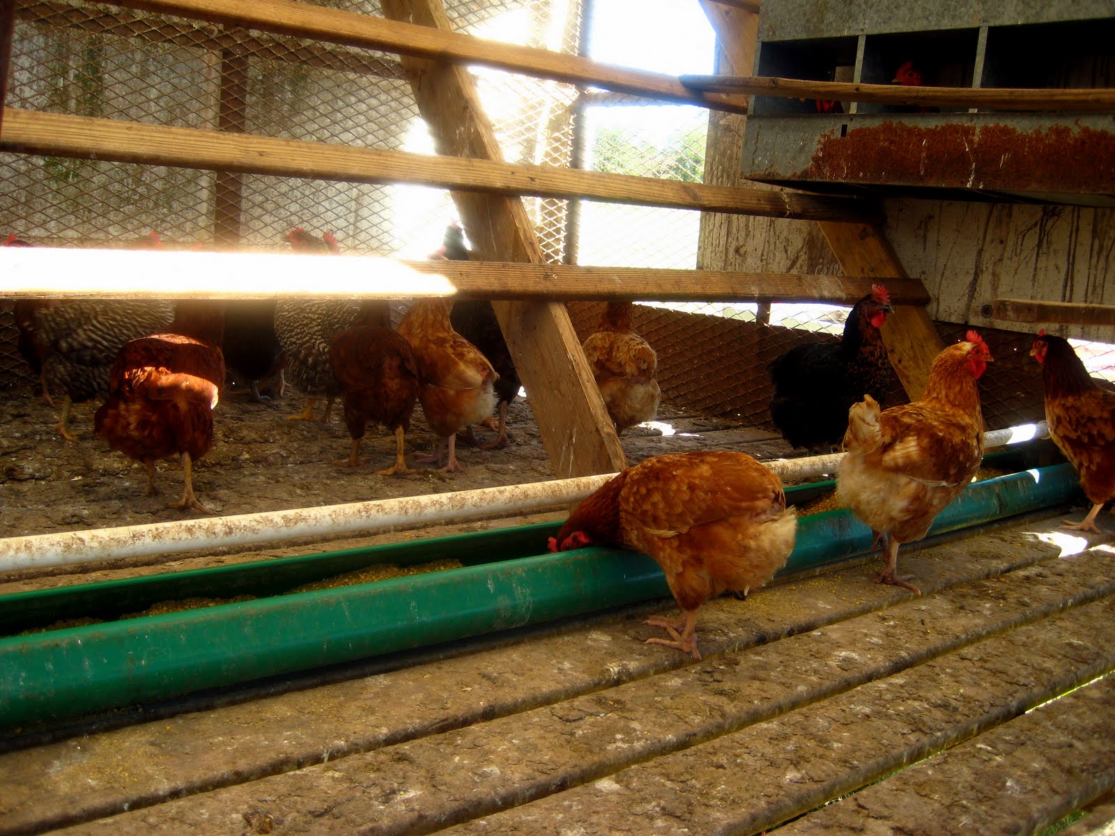 Salatin Egg Mobile