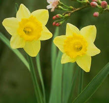 Flor de narciso