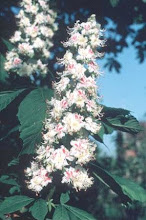 White Chestnut Flor de castaño blanco