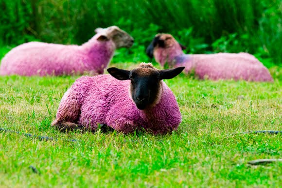 Orange Sheep