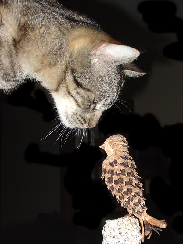 [gatopÃ¡ssaro.JPG]