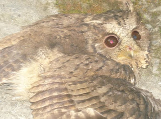 Pakyong+airport+sikkim