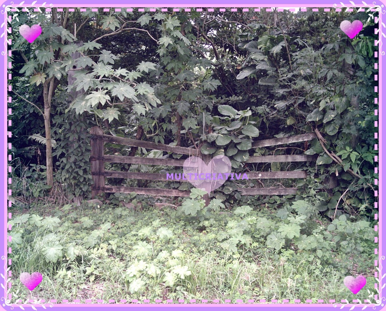 [natureza+068.JPG]